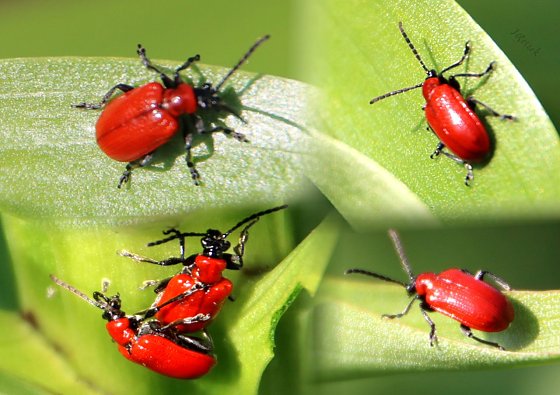 Bild: Lilienh&auml;hnchen