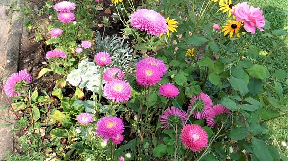 Bild: Blumen im Herbst