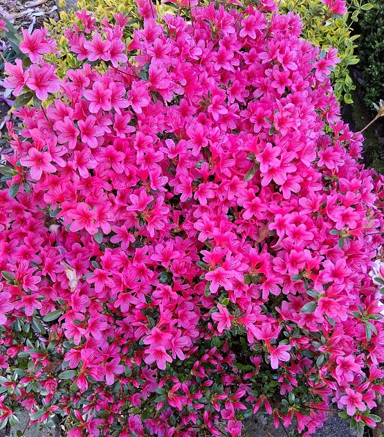 Bild: Momentaufnahme Blumenzauber vor dem Haus
