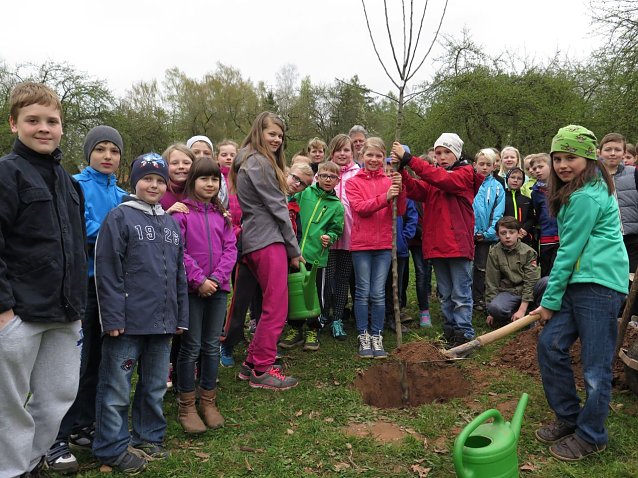 Bild: Ein Kind, ein Baum - Sch&uuml;lerinnen und Sch&uuml;ler der Grundschule Gispersleben haben am Dienstagvormittag einen Apfelbaum auf der Streuobstwiese des Schullandheims Harzrigi gepflanzt