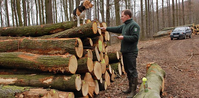 Bild: Begehrtes Holz
