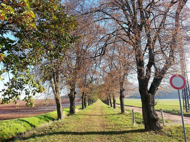 Bild: Den Weg zum Kyffh&auml;usergebirge s&auml;umen fast 400 Linden. Sie wurden um 1880 gepflanzt. In der j&uuml;ngsten Zeit wurde ihre Pflege vernachl&auml;ssigt - Krankheit und Tod droht manchem Baum.