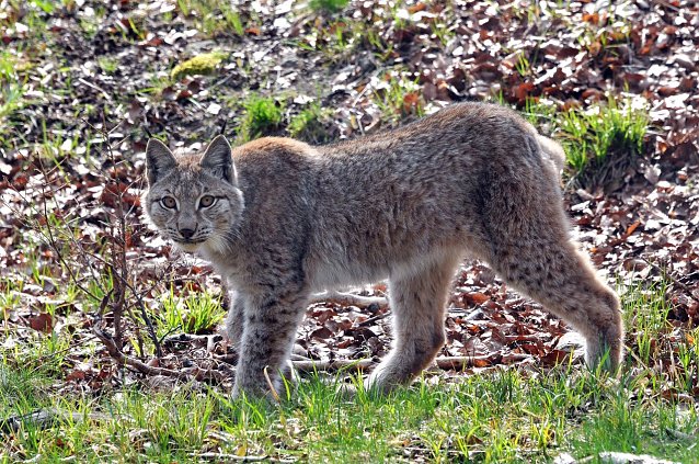 Bild: Luchs im Harz