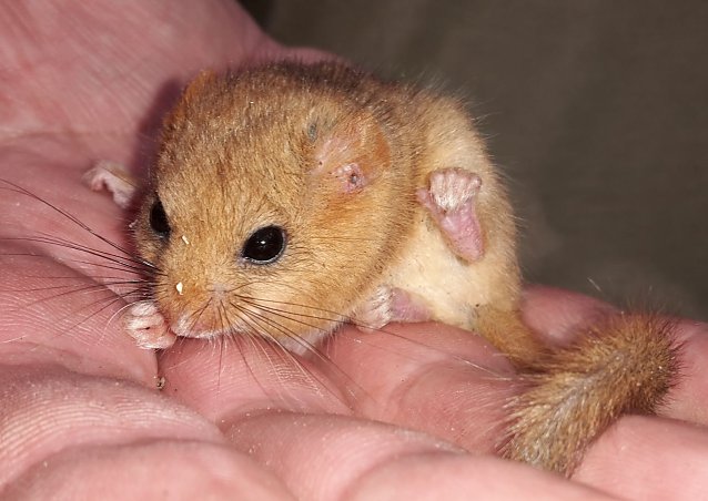 Bild: Haselmaus