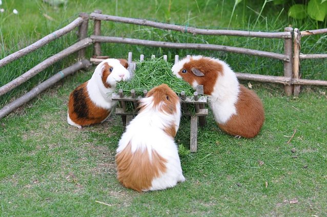 Bild: Meerschweinchen in der Au&szlig;enhaltung