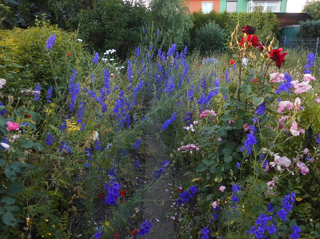 Bild: Sommerliches Blumenmeer