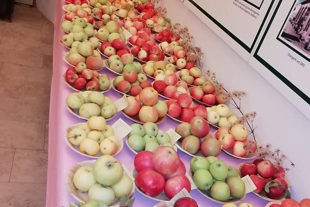 Bild: Obstsortentag in der Orangerie
