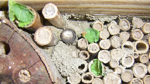 Bild: Bienenhotel