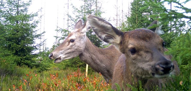 Bild: tiere