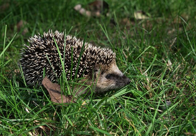 Bild: Igel
