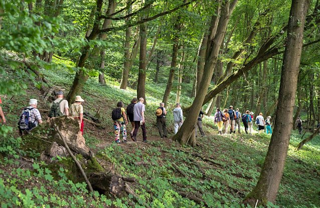 Bild: Begeisterte Wanderer am M&uuml;hlberg-Himmelsbergmassiv. Der Urwald war fr&uuml;her traditionell f&uuml;r Brennholz genutzt und tr&auml;gt daher einen Eichen-Hainbuchenwald. Typisch Gipskarst: die Hangrutschung l&auml;sst viele B&auml;ume schief stehen!