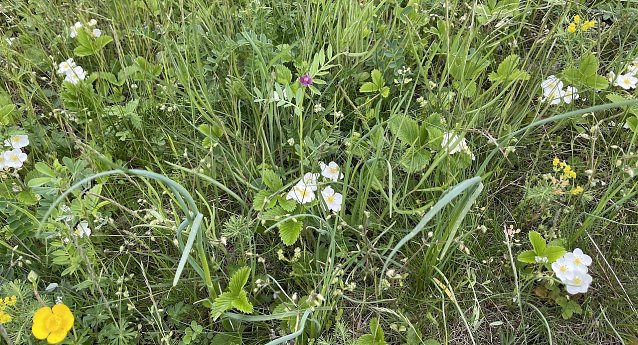 Bild: Orchideenwiese bei G&uuml;nserode