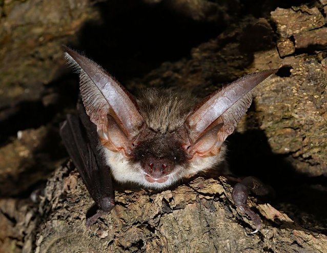 Bild: Graues Langohr Plecotus austriacus 