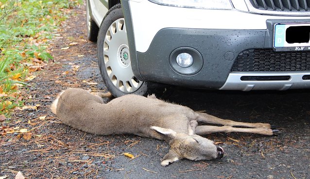 Bild: Die amtliche Wildunfallstatistik erfasst kaum die Kollisionen mit kleinerem Wild wie Hase, Fuchs oder Waschb&auml;r. Ursache: Es entsteht oft kein Versicherungsschaden am PKW  