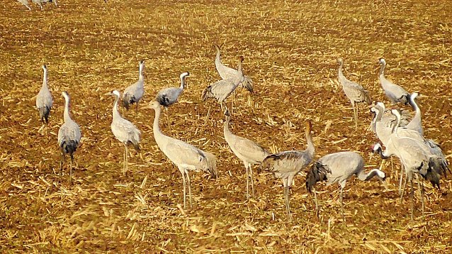 Bild: Winterg&auml;ste am Stausee - zwischen 5.000 bis 10.000 V&ouml;gel verweilen noch am See
