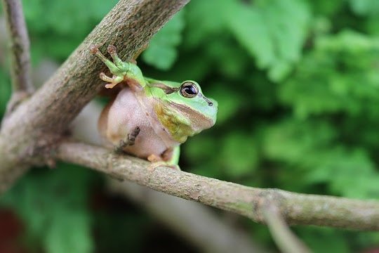 Bild: Wenn der Laubfrosch mit dem Quaken loslegt, wird es laut: Mit bis zu 90 Dezibel beeindruckt die kleine Amphibie in der Paarungszeit die Frosch-Weibchen. Das entspricht der Laust&auml;rke eines Kammerorchesters.