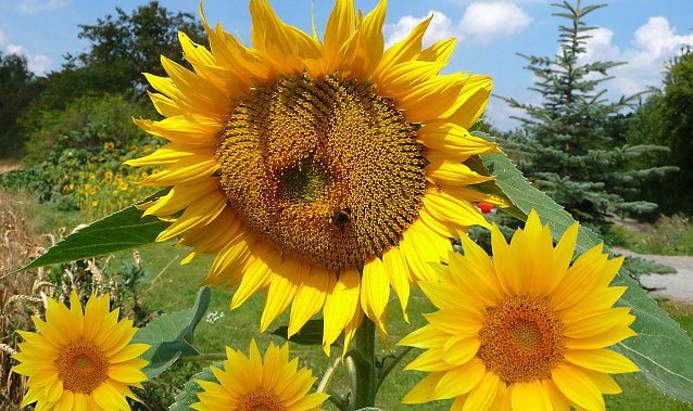 Bild: Sonnenblumenfest am 20. August
