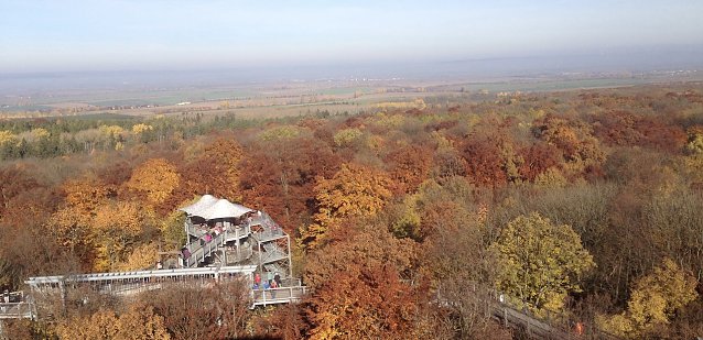 Bild: Auf dem Baumkronenpfad im Nationalpark Hainich