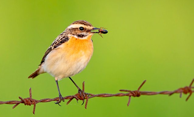 Bild: Ein Braunkehlchen - Vogel des Jahres 2023