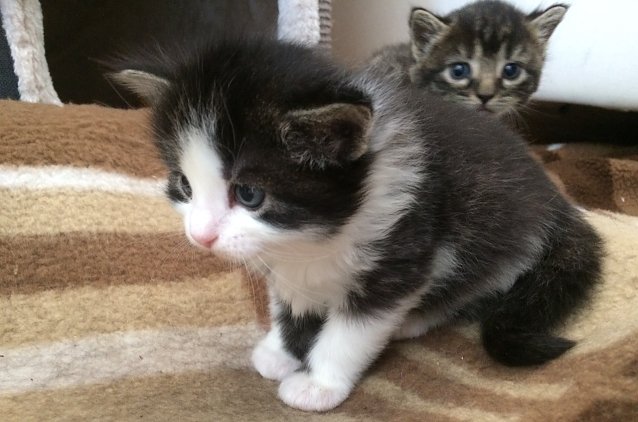 Bild: OP Versicherung f&uuml;r Katzen kann sich lohnen
