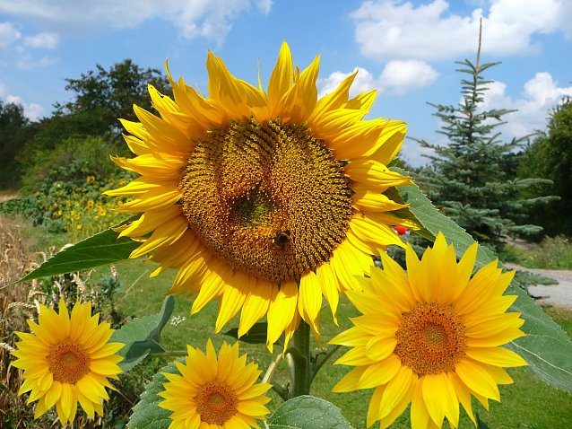 Bild: Sonnenblumenfest