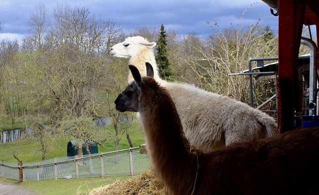 Bild: Herdenchef C&auml;sar (hinten), Lama Bruno vorne im Bild