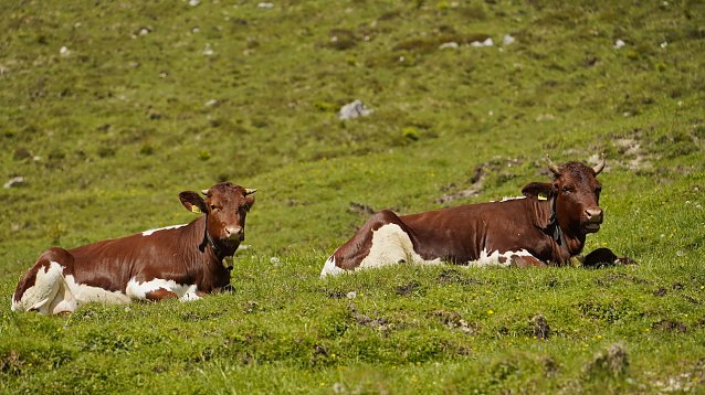 Bild: Idyllische Bergwelt im Berchtesgadener Land (3)