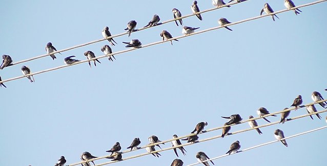 Bild: Schwalben sammeln sich zum Zug in den S&uuml;den