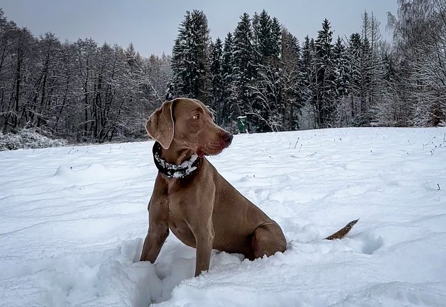 Bild: "Unser Michel im Schnee"