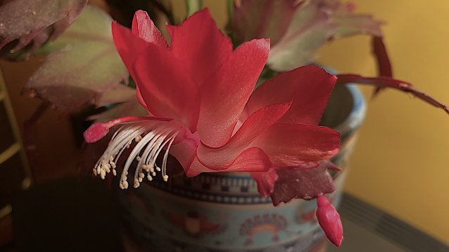 Bild: Schlumbergera truncata aus der Familie der Kakteengew&auml;chse