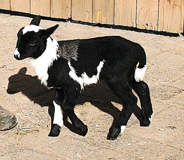 Bild: Dreifarbiges Lamm auf dem Hof der Familie M&ouml;ckel