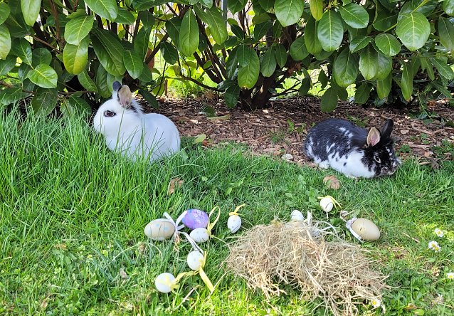 Bild: Ostern bei Familie Tritschler in Nohra bei Bleicherode (2.)