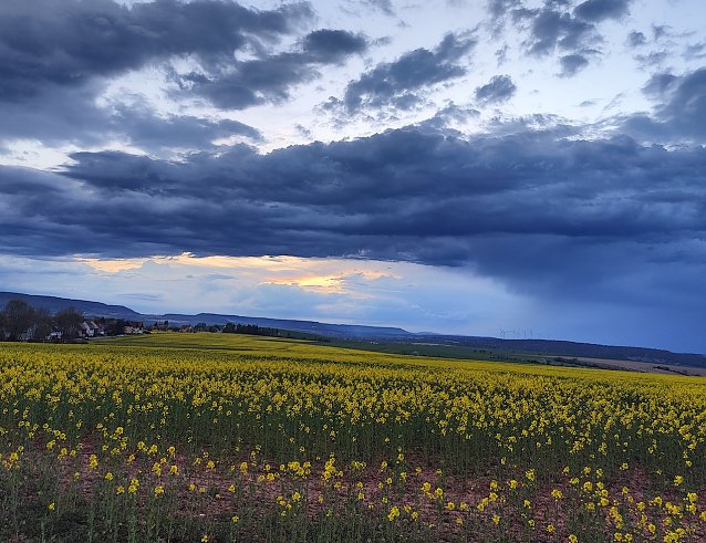 Bild: Naturfoto: Hain in Richtung Westen