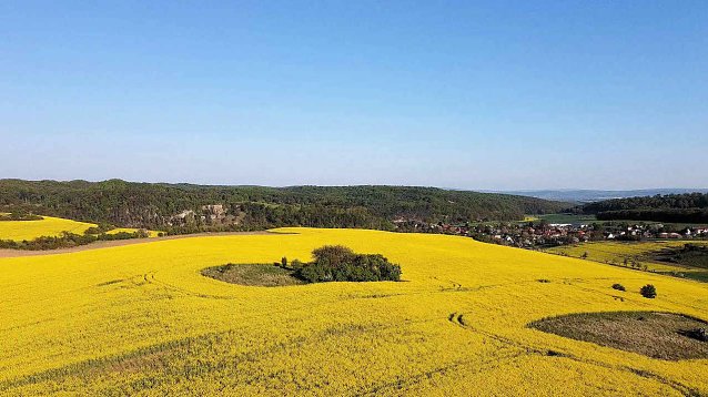 Bild: Rapsfelder in der Goldenen Aue