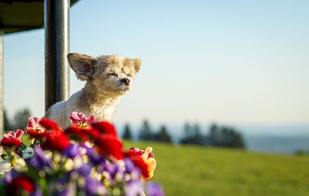 Bild: Hund Spike an einer Wanderh&uuml;tte