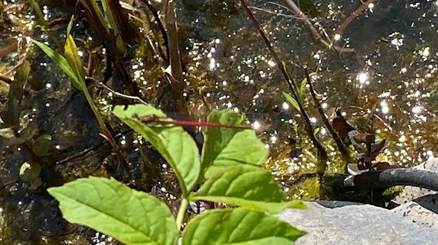 Bild: Rote Libelle am Teich