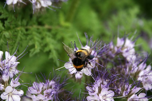 Bild: Bienen f&uuml;hlen sich wohl 