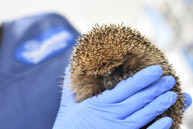 Bild: Junger Igel