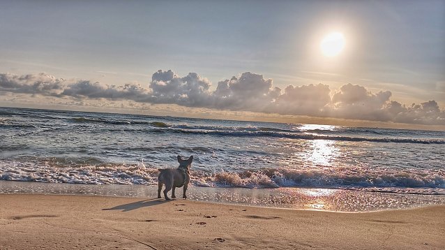 Bild: Strand auf Usedom mit Hund