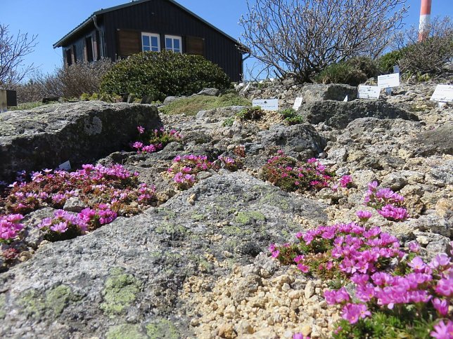 Bild: Blick in den Brockengarten