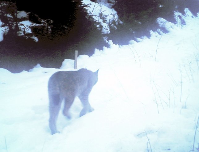 Bild: Luchs bei Gr&auml;fenthal gesichtet