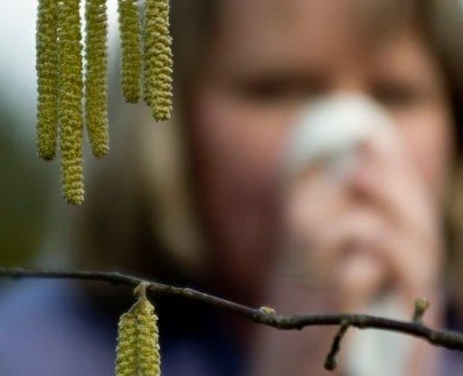 Bild: Die Pollen beginnen zu fliegen