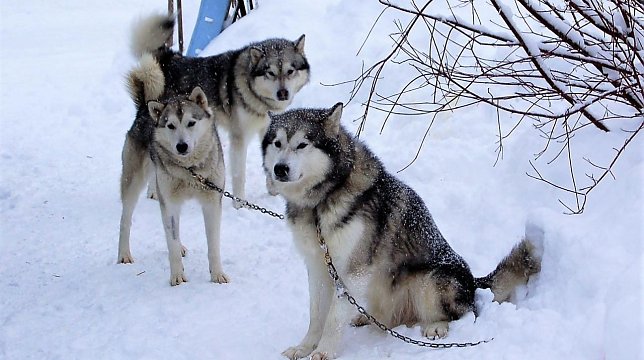 Bild: Schlittenhunde "zu Gast"