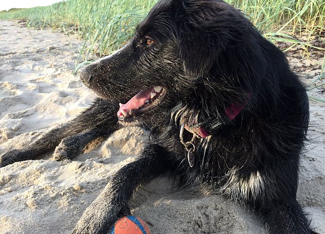 Bild: Grunds&auml;tzlich sind Hunde ideale Reisebegleiter, wenn die Reise zu ihren Bed&uuml;rfnissen passt.