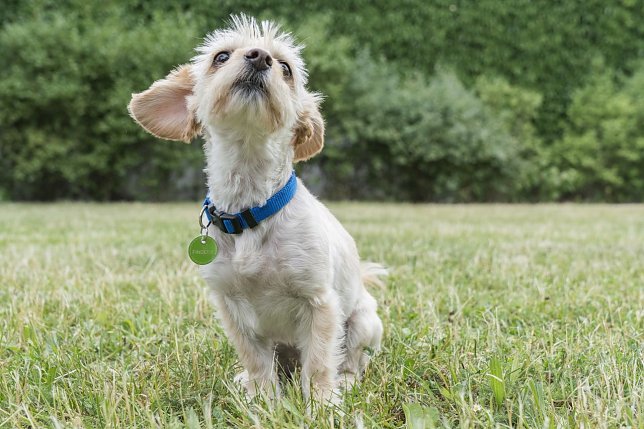 Bild: Hund mit FINDEFIX-Plakette
