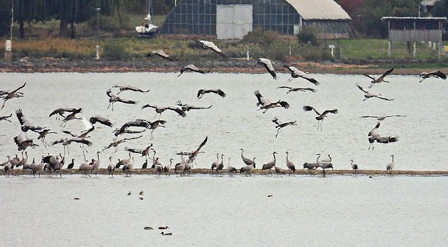 Bild: Kraniche am Stausee Kelbra