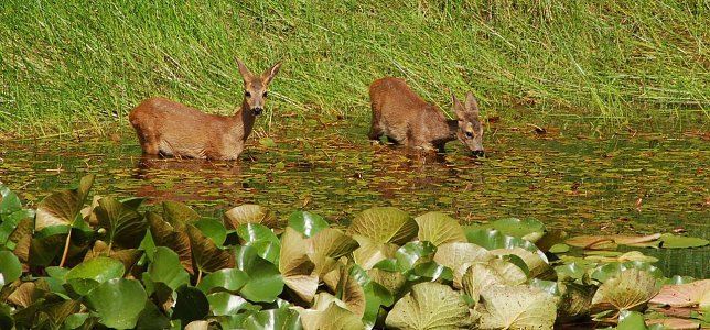 Bild: Rehe im Wasser