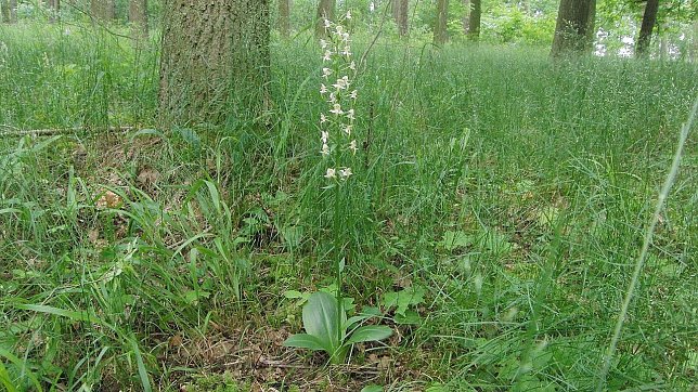 Bild: Die in Deutschland gef&auml;hrdete Orchidee Gr&uuml;nliche Waldhyazinthe (Platanthera chlorantha) ist die vielleicht optisch ansprechendste Art, die wir auf der in diesem Beitrag beschriebenen Mahdfl&auml;che erhalten. Die anderen dort siedelnden, meist st&auml;rker gef&auml;hrdeten Arten, sind eher unscheinbar. Die Aufnahme entstand 2013 in den Fahner H&ouml;hen bei Eschbergen.