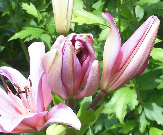 Bild: Es bl&uuml;ht im Garten