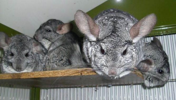 M&auml;nner-WG (Foto: C. Knust)